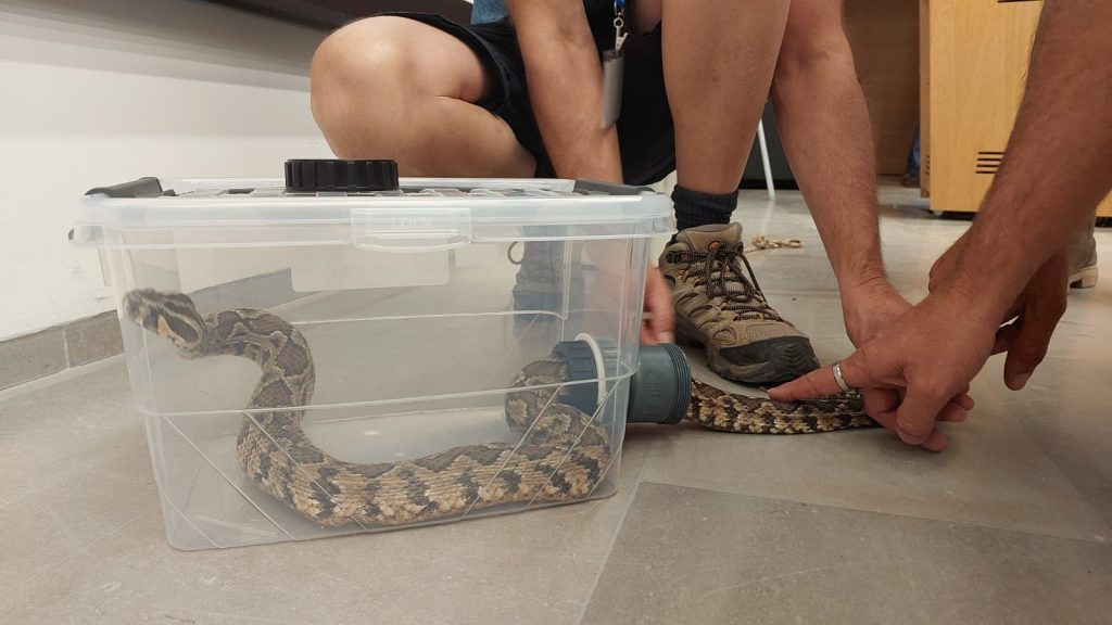 לכידת נחשים