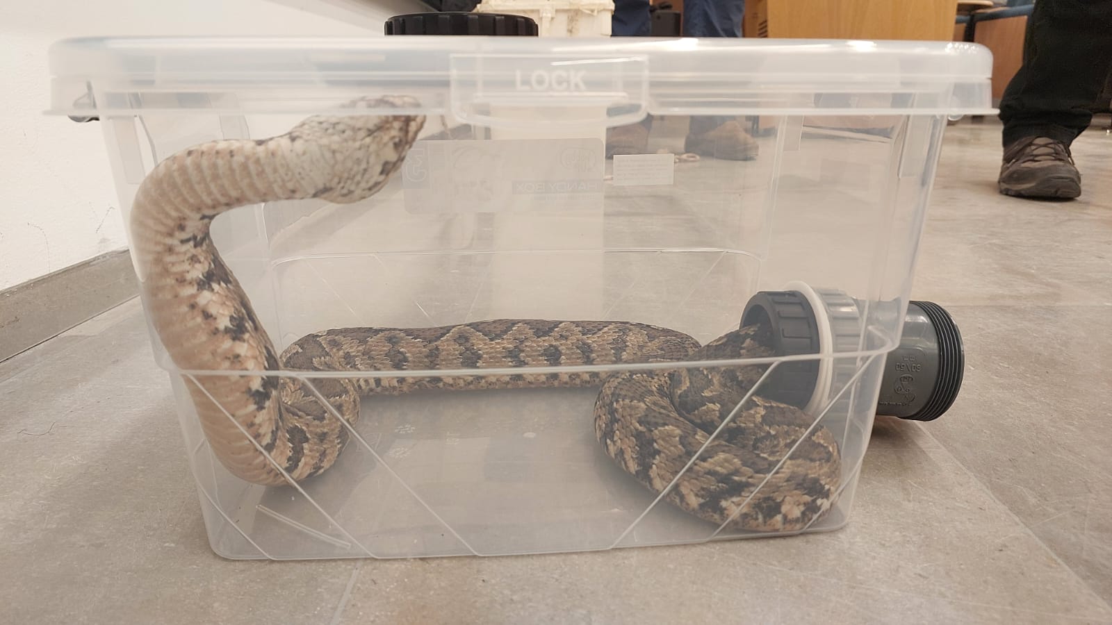 קופסה ללכידת נחשים