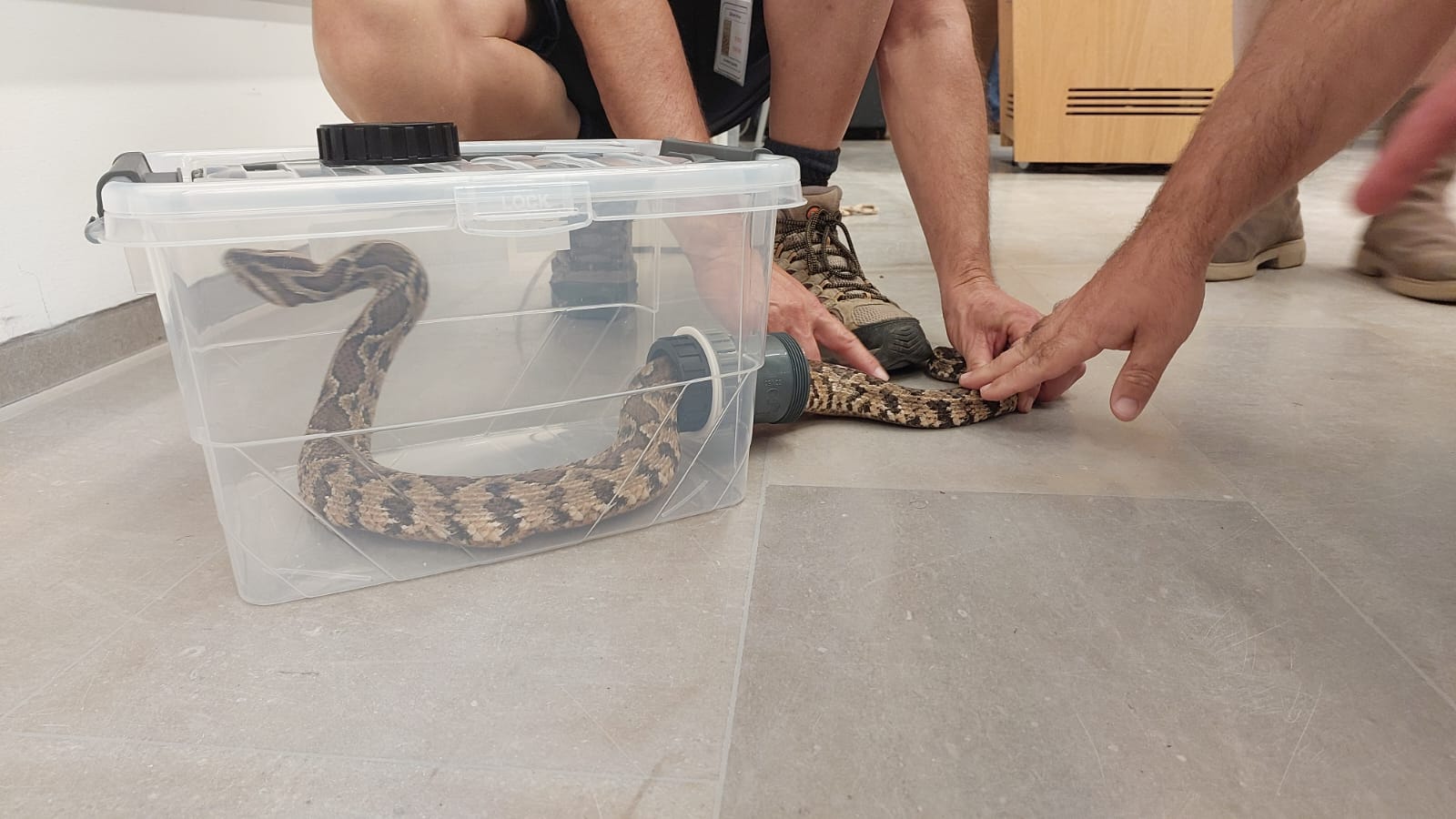 ציוד ללכידת נחשים