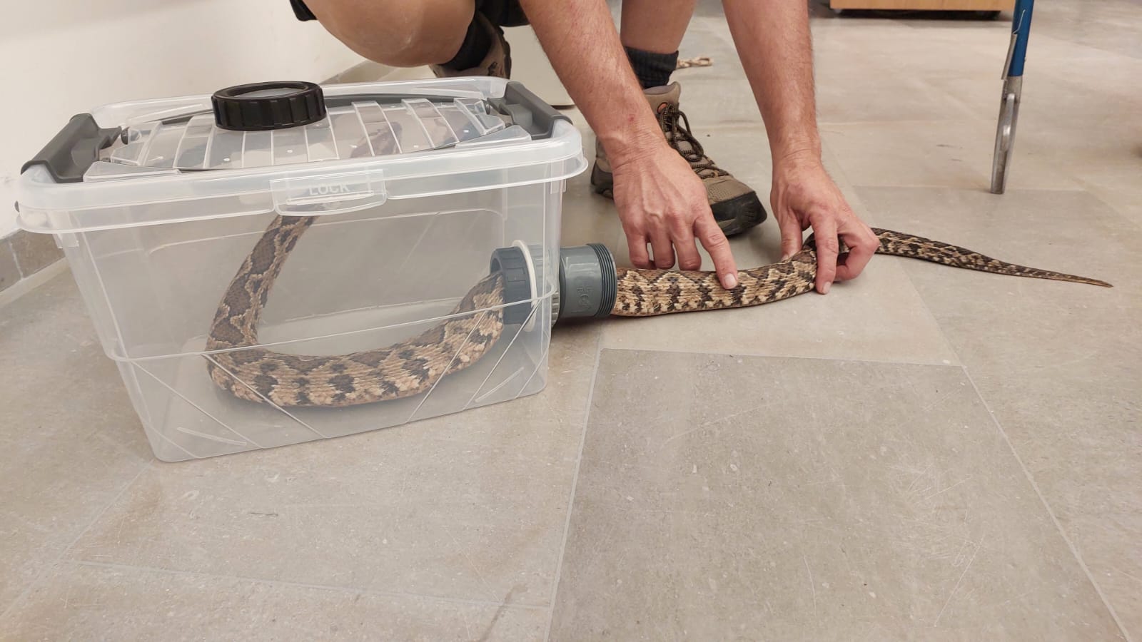 ציוד ללכידת נחשים