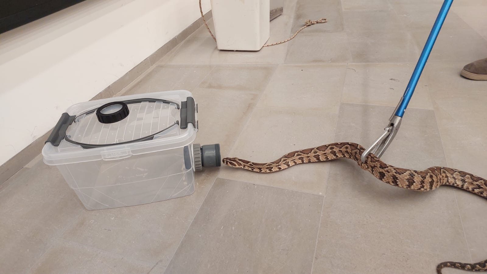 קופסה ללכידת נחשים