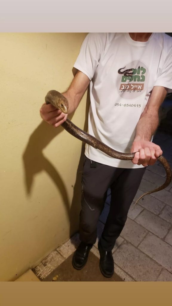 לוכד נחשים 15 לוכד נחשים
