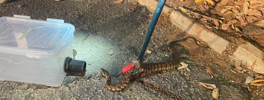 ציוד ללכידת נחשים