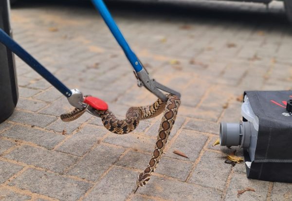ציוד ללכידת נחשים