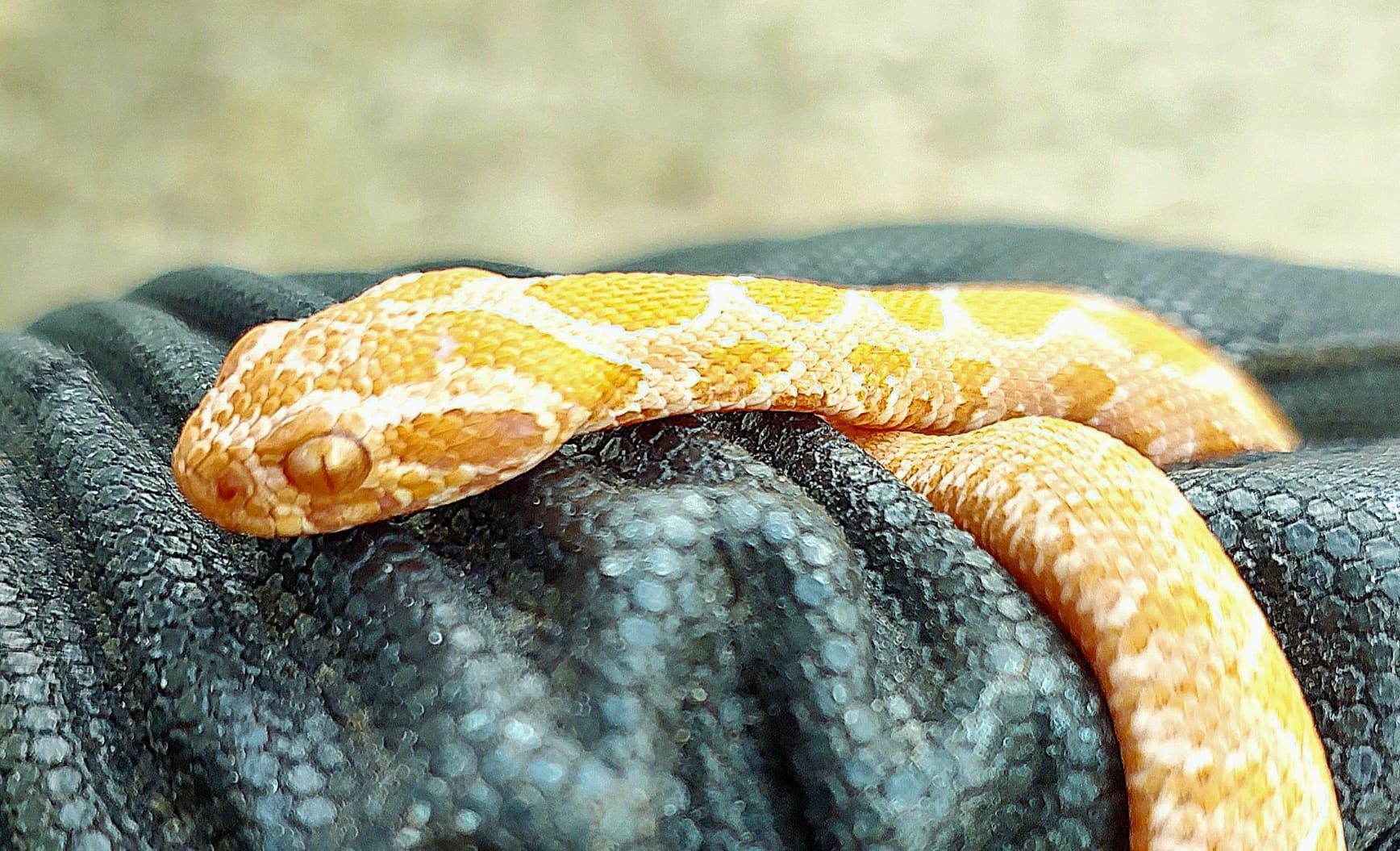 ציוד ללכידת נחשים 