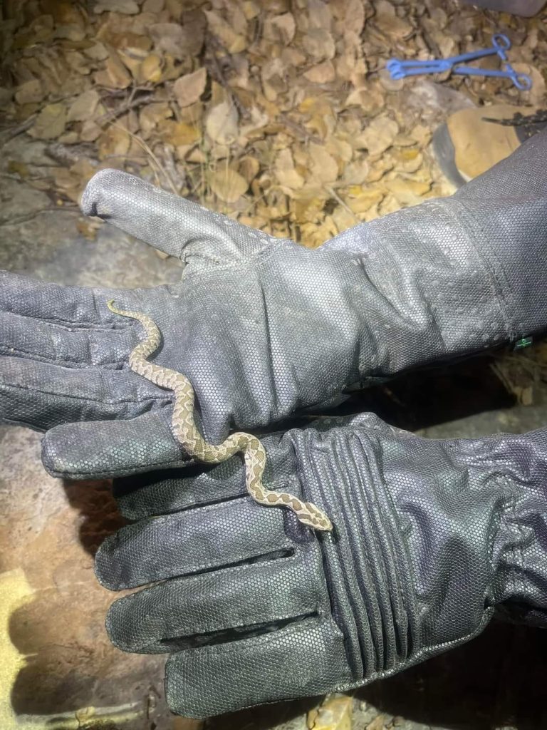 כפפות נחשים