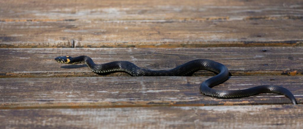 לוכד נחשים בצפון