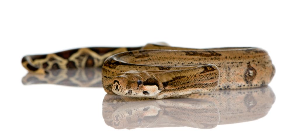 לוכד נחשים בצפון