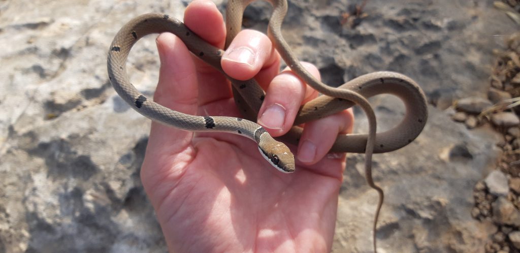 זעמן זיתני 1 זעמן זיתני