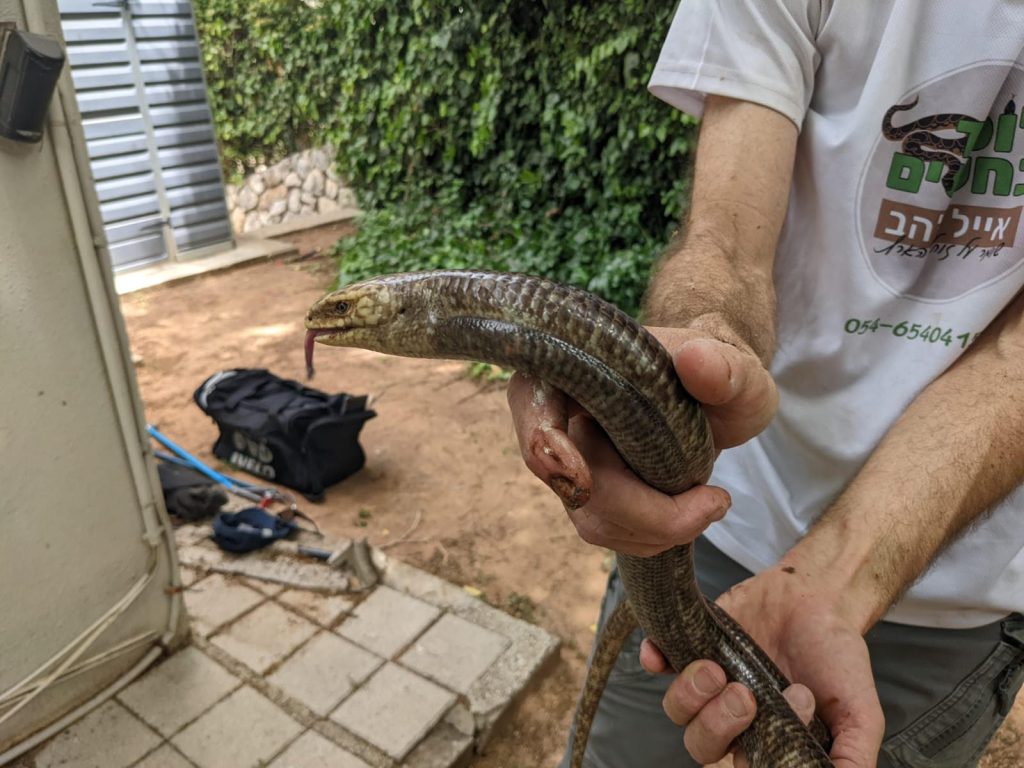 קמטן חורש 1 קמטן חורש