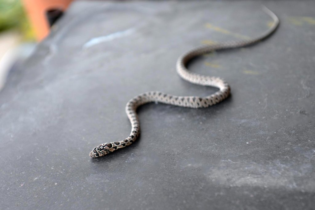 מניעת נחשים