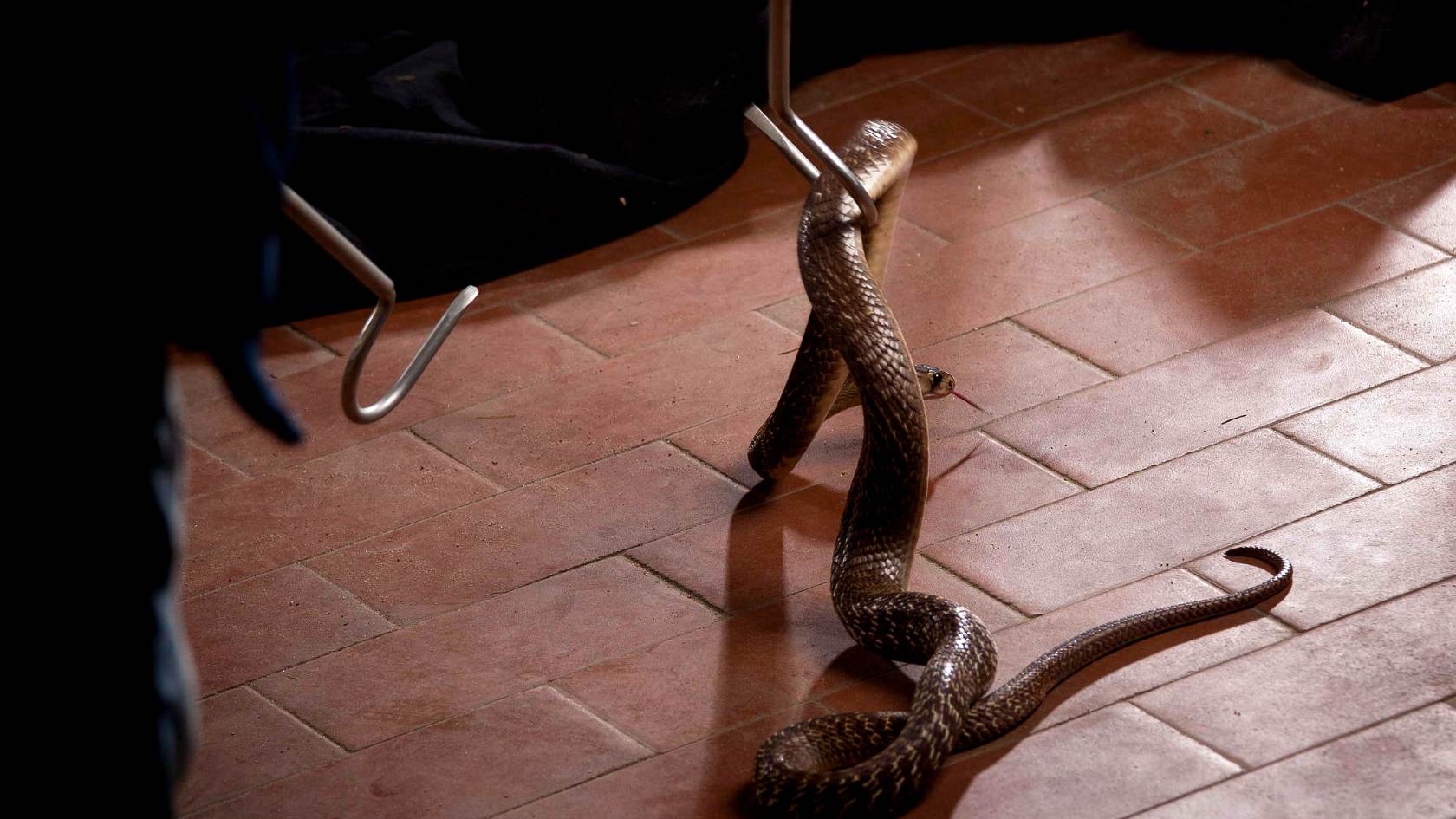 מוט ללכידת נחשים