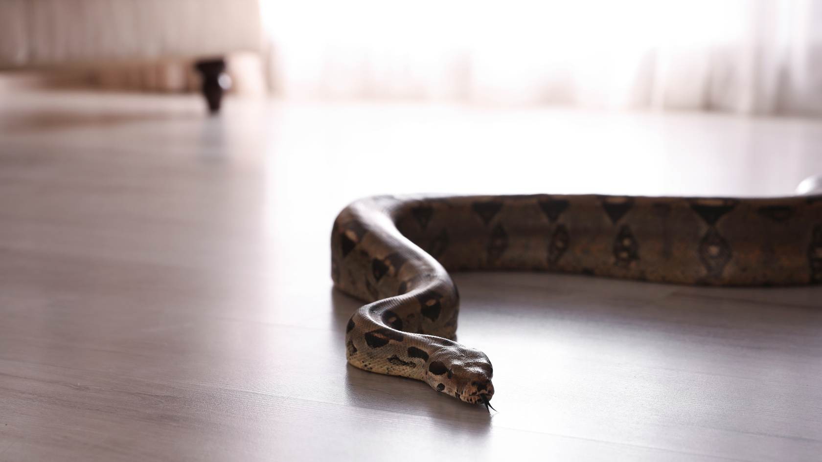 נחש בבית
