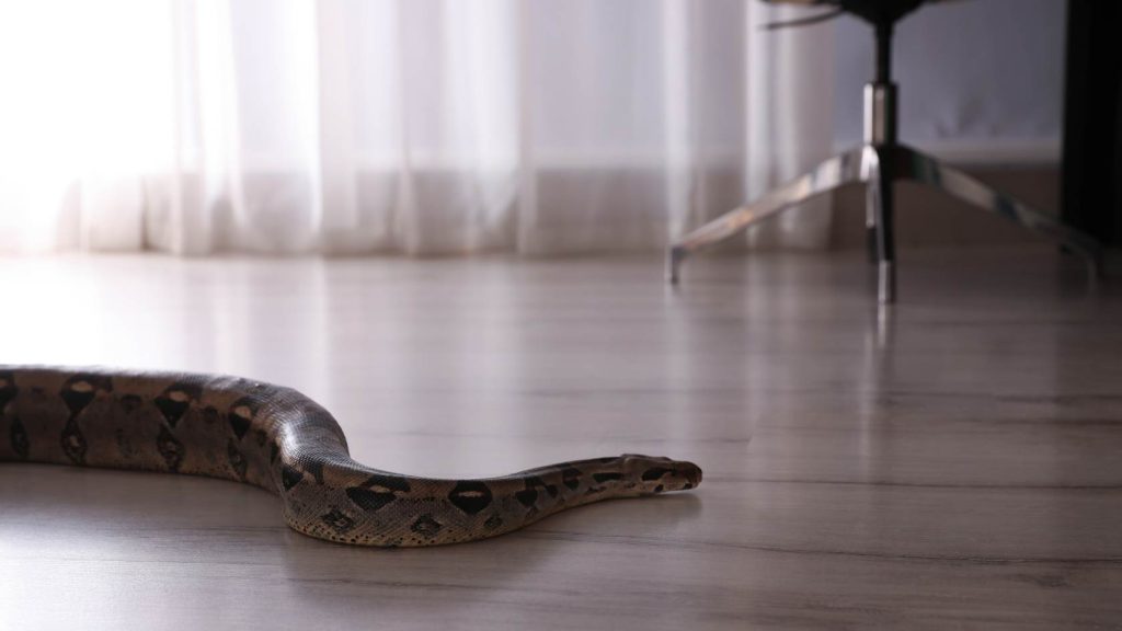 נחש בבית