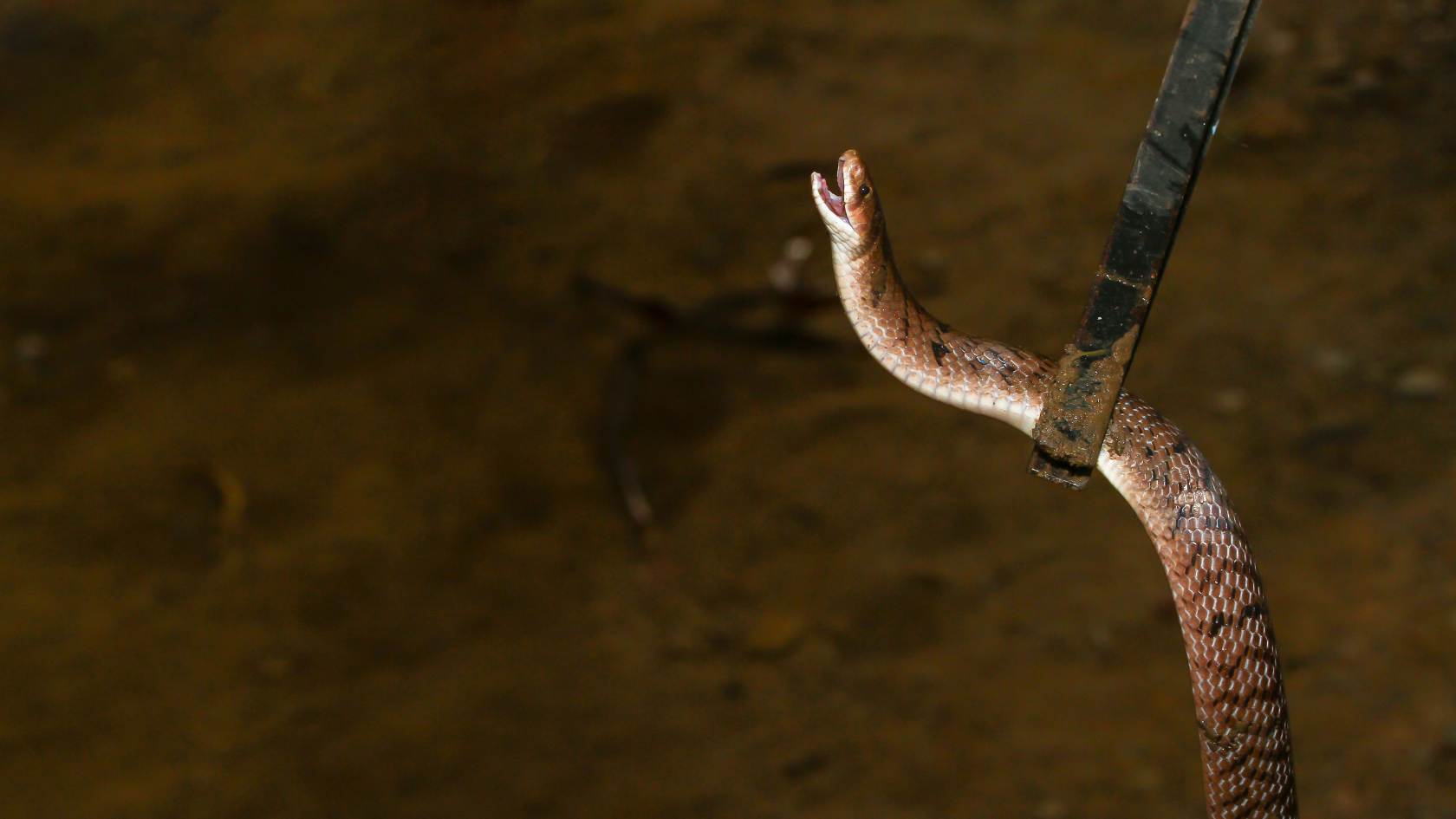 ציוד ללכידת נחשים