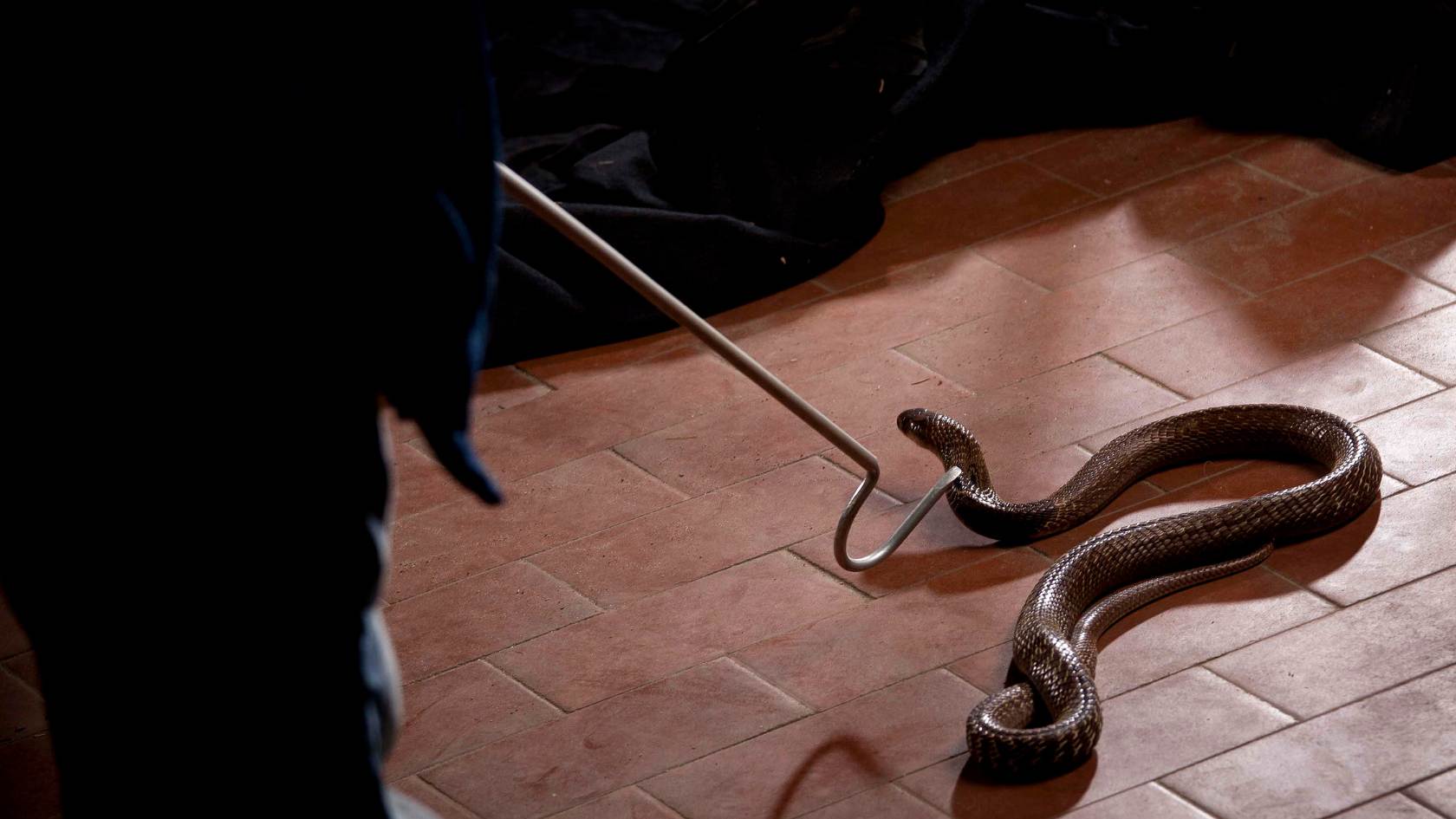 ציוד ללכידת נחשים