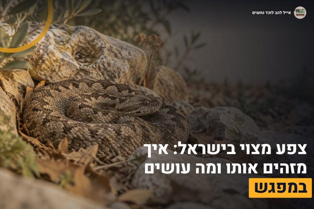 צפע מצוי בישראל
