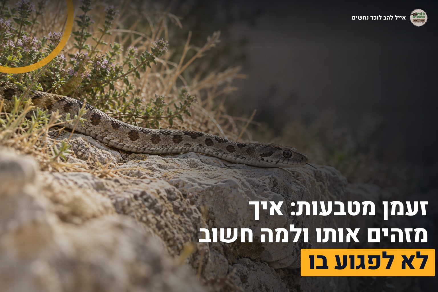 זעמן מטבעות