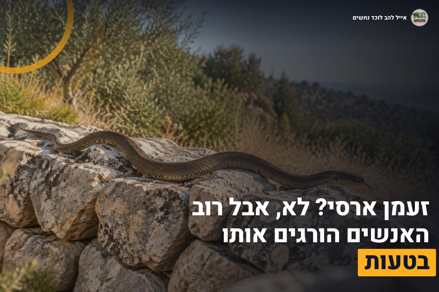 זעמן ארסי