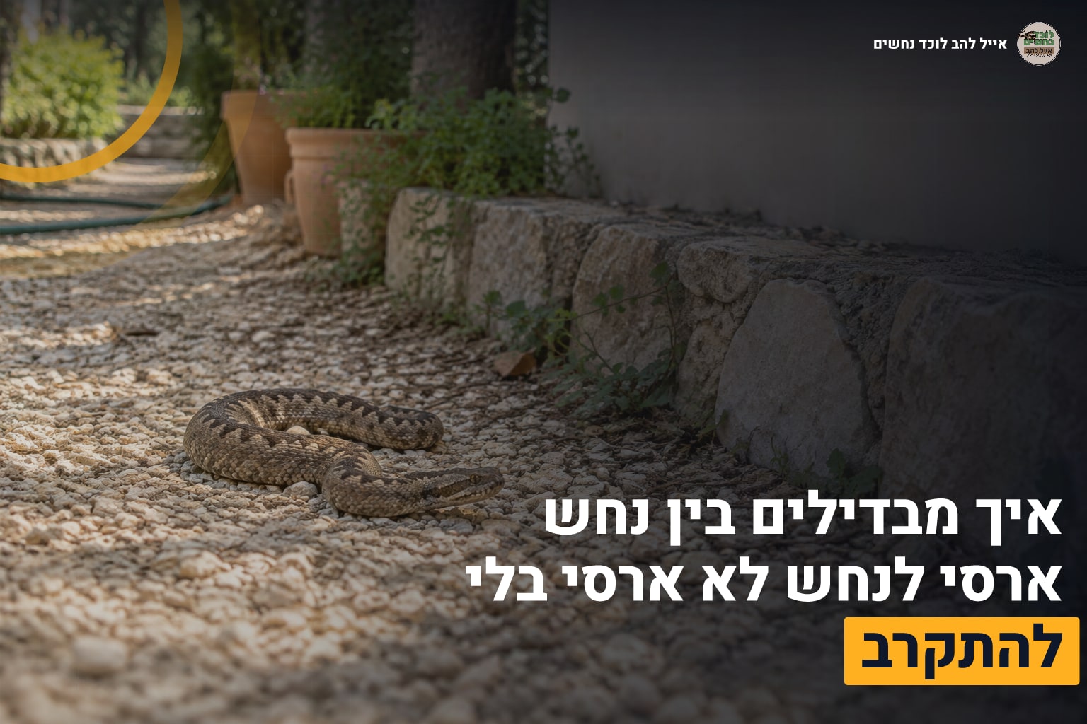 נחש ארסי בחצר